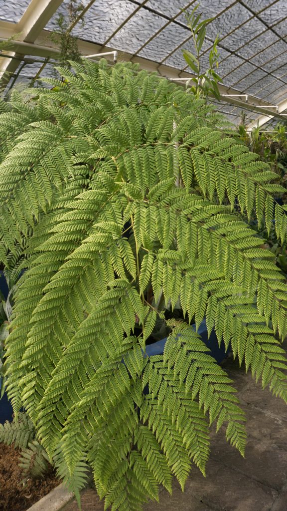 a large fern
