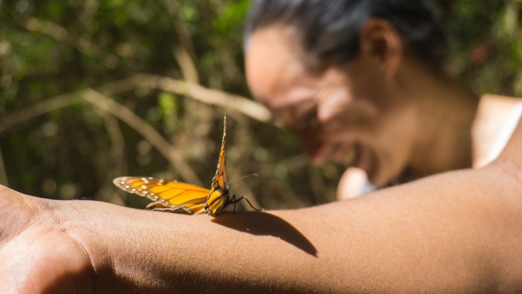 Monarch Butterfly Espiritu Aventurero