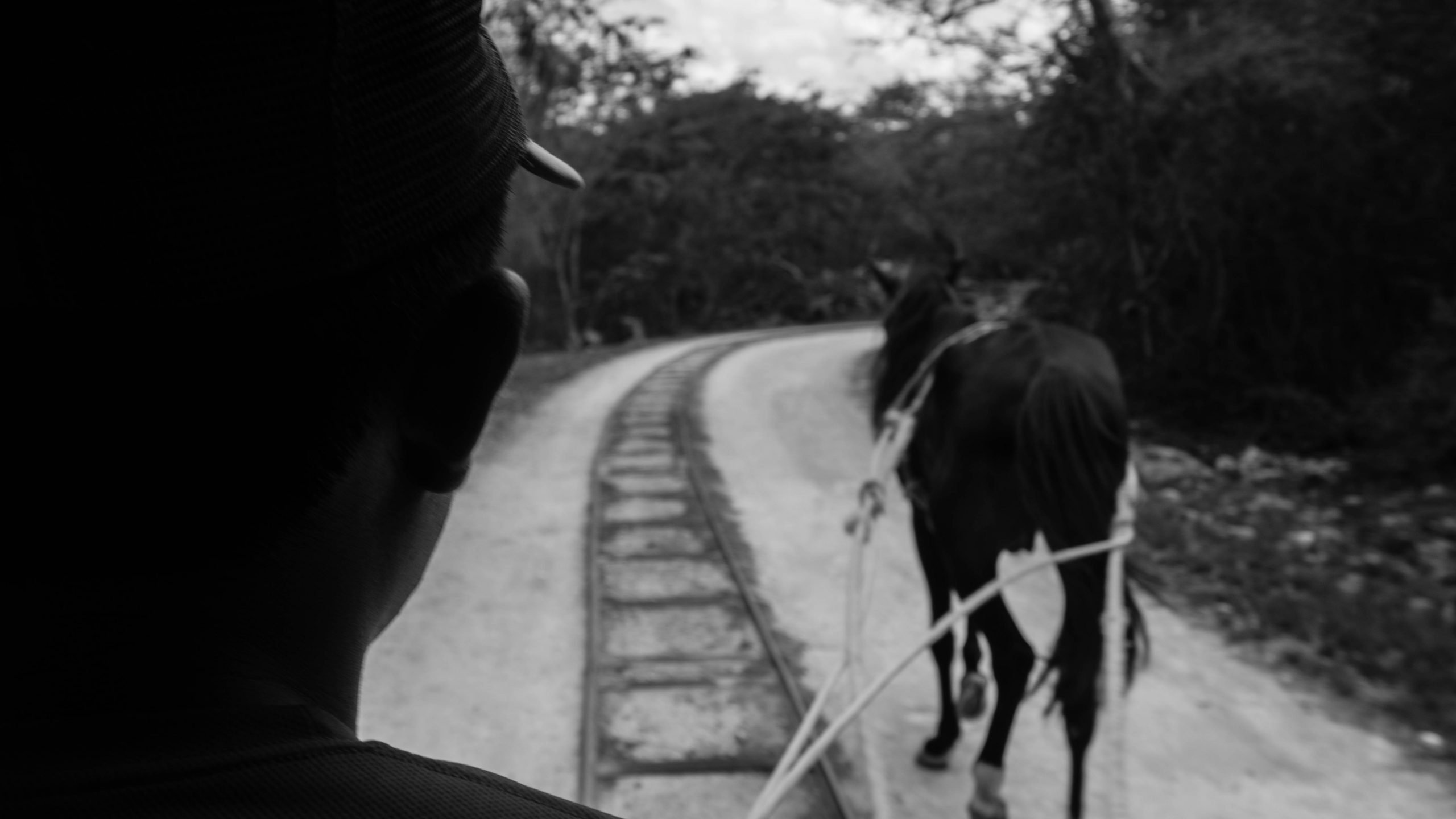 Mexico Horse Cenote