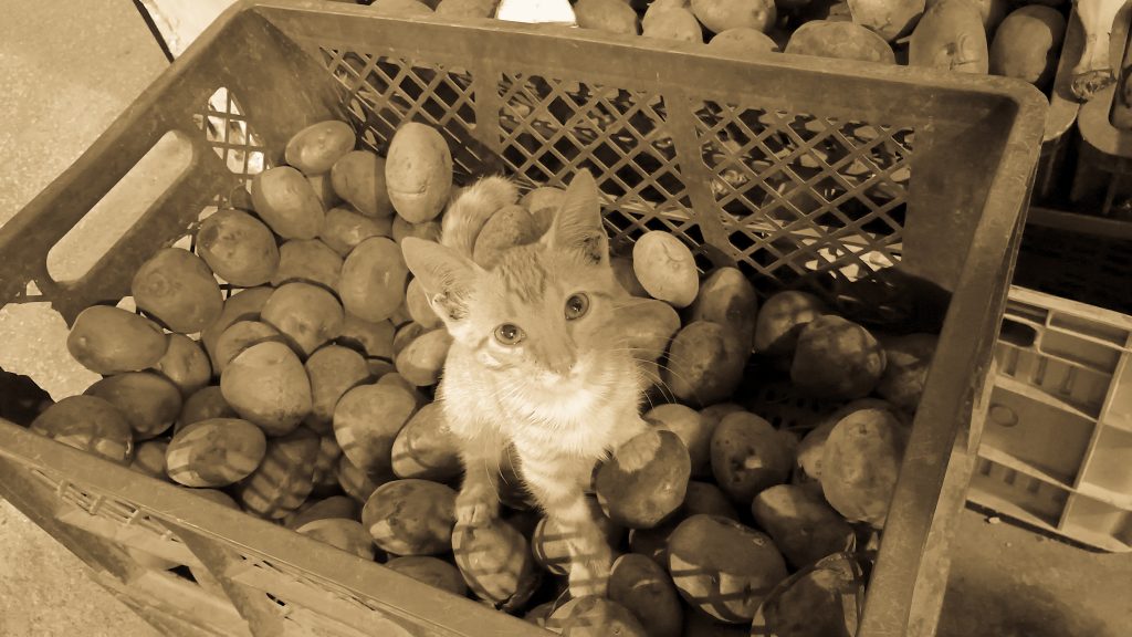 Cat in potatoes