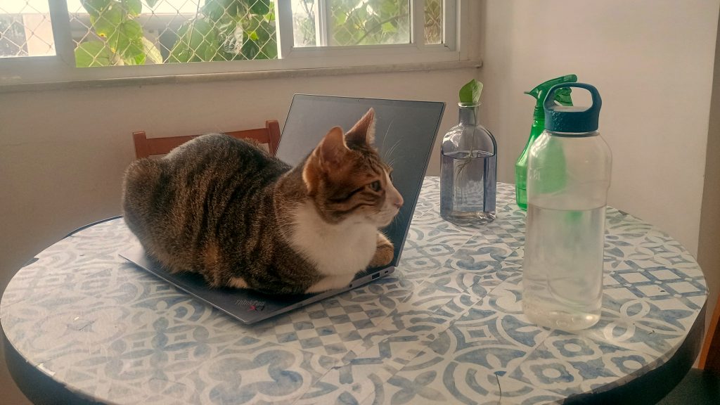 Cat documents brazil nomad visa